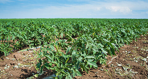 A field of green plants with brown soil and a clear blue sky.