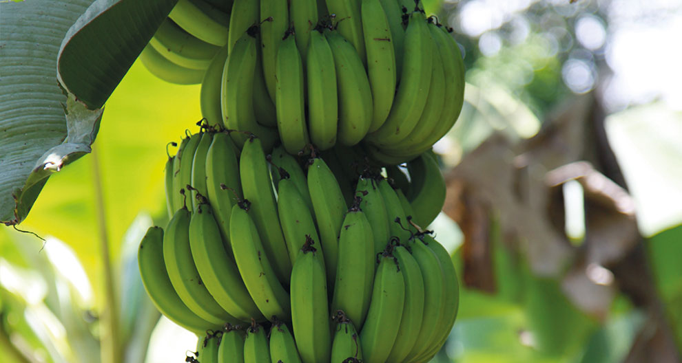 A close-up of a cluster of green bananas hanging from a tree.