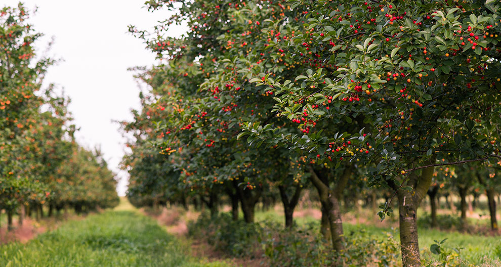 A row of fruit trees laden with red berries.