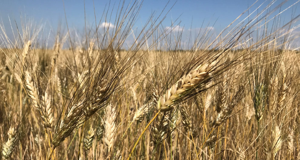 A close-up view of a wheat field with golden stalks and a clear blue sky in the background.