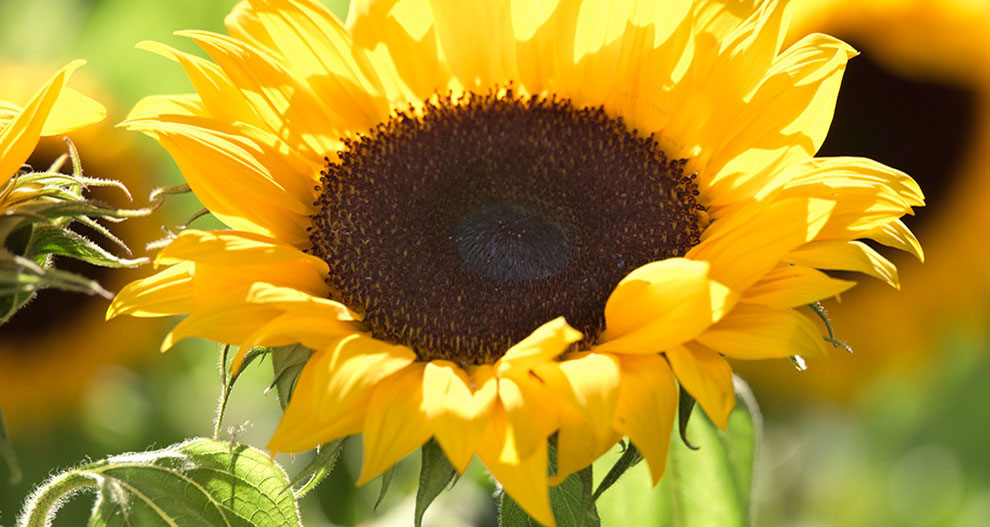 Tournesol avec centre brun foncé et feuilles vertes.