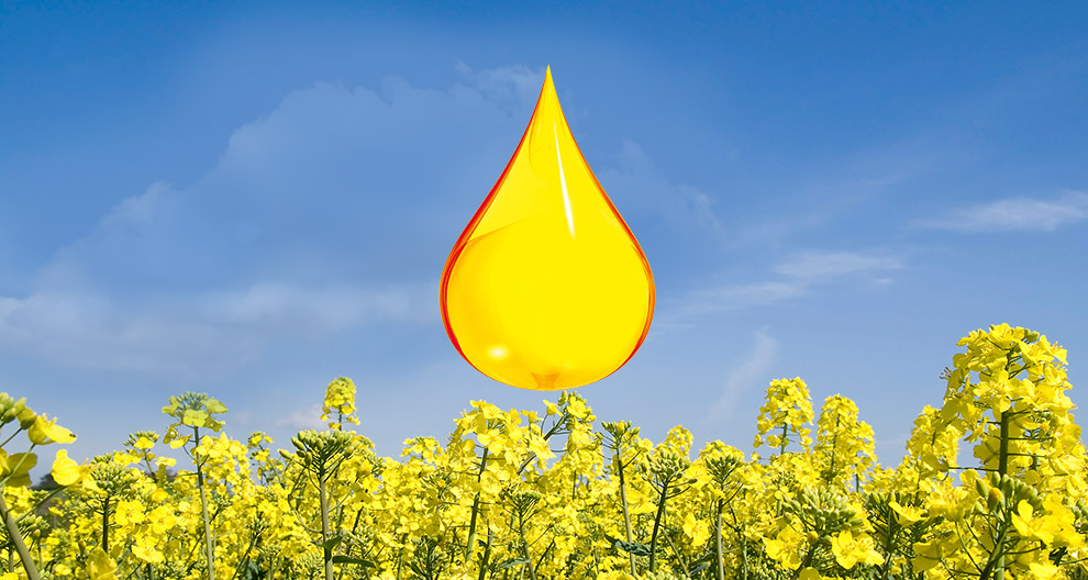 Une grosse gouttelette d'un jaune éclatant plane au-dessus d'un champ de fleurs jaunes sous un ciel bleu clair.
