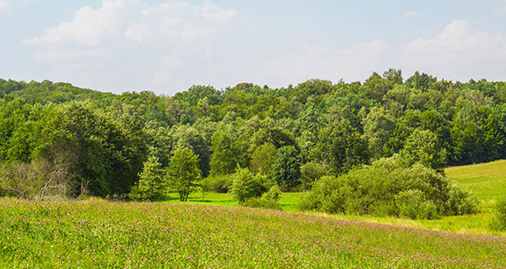 Une prairie verdoyante avec des arbres épars et une forêt dense en arrière-plan sous un ciel clair.
