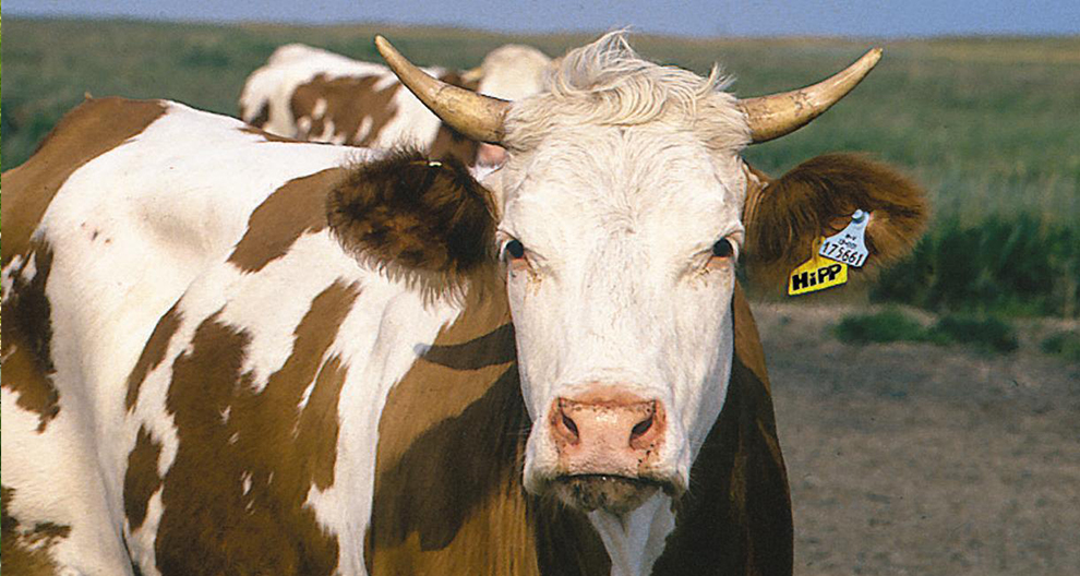 Une vache au visage blanc et aux taches brunes se tient dans un champ.