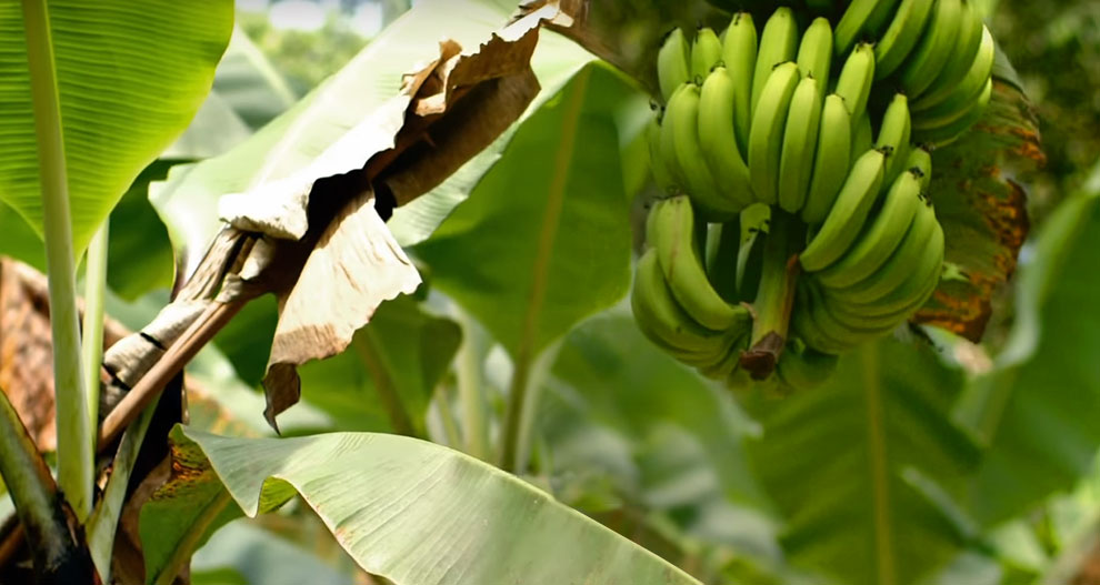Un bananier avec des bananes vertes et de grandes feuilles.