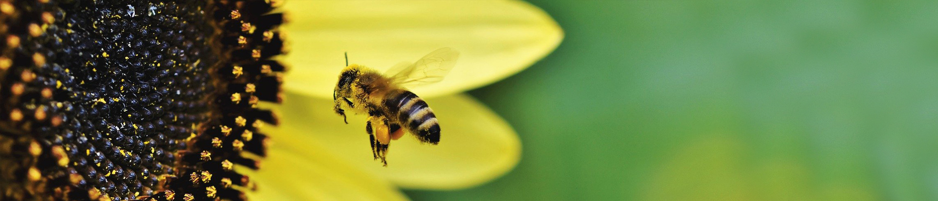 Une abeille plane près du centre d'un tournesol pour récolter du pollen.